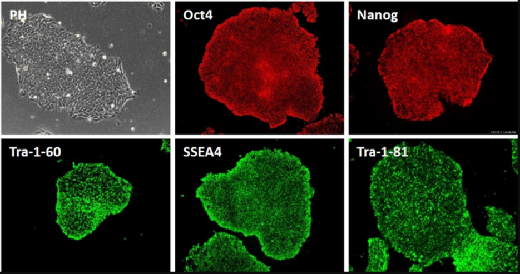 HapCult™ Episomal iPSC Reprogramming Kit/iPS重编程试剂盒(CD34+细胞、血细胞重编程)